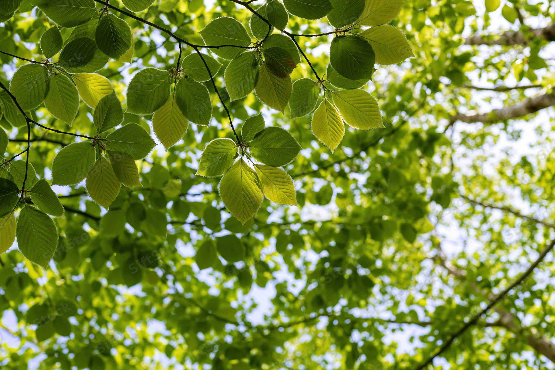 Fresh beech leaves forming a dense canopy against the sky
