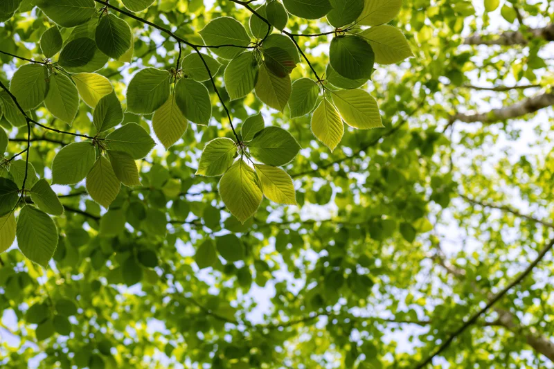 Fresh beech leaves forming a dense canopy against the sky