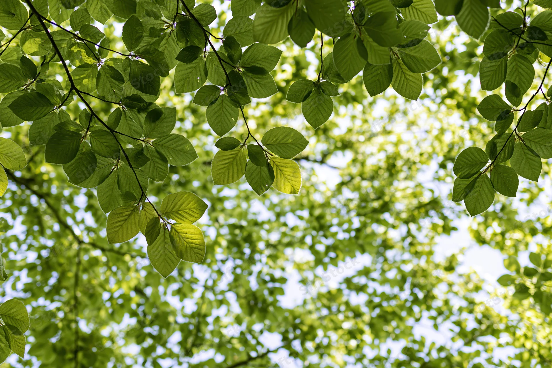 Dense canopy of fresh beech leaves filling the frame against a bright sky