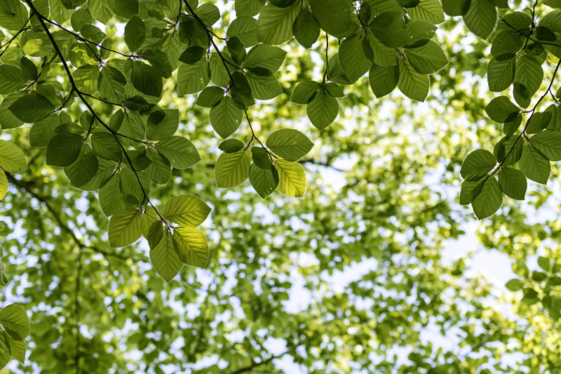 Dense canopy of fresh beech leaves filling the frame against a bright sky