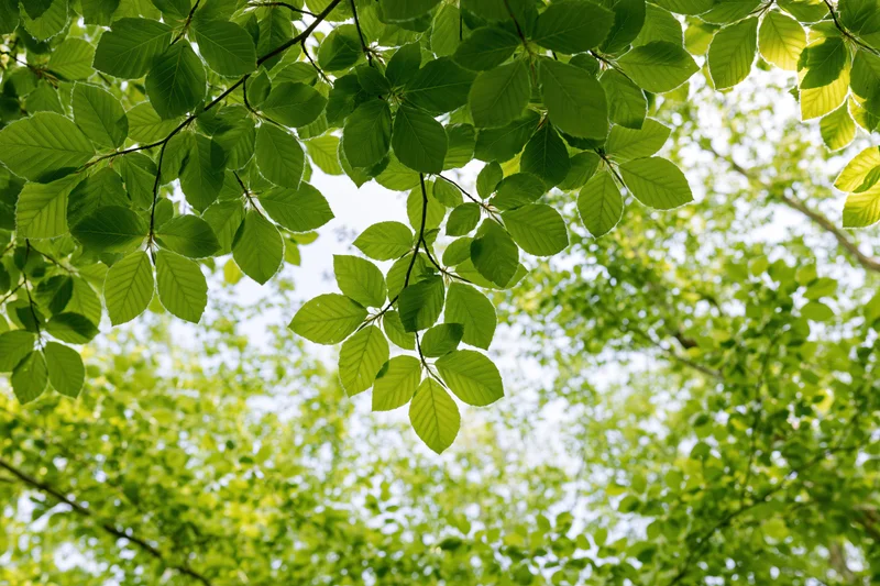 Dense canopy of fresh beech leaves viewed from below against a bright sky
