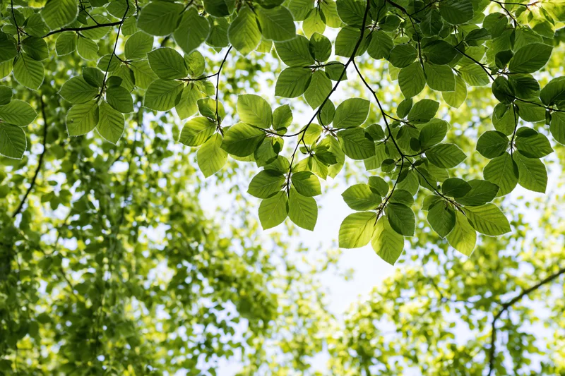 Dense canopy of fresh beech leaves filling the frame against a bright sky