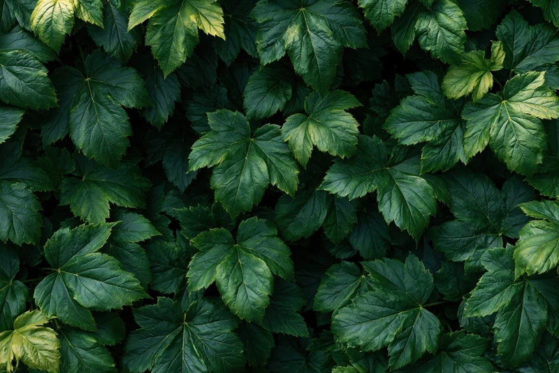 Dense canopy of serrated green leaves filling the frame