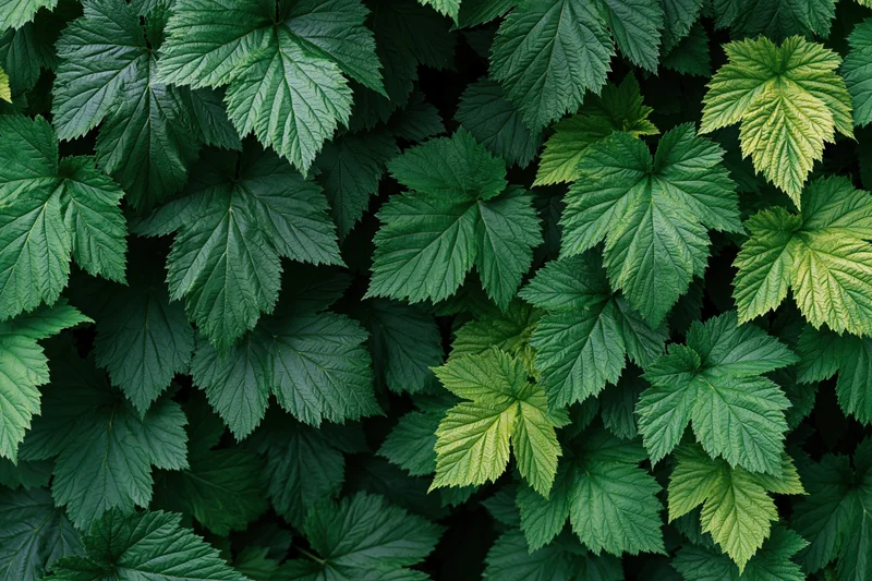 Dense canopy of serrated green leaves filling the frame