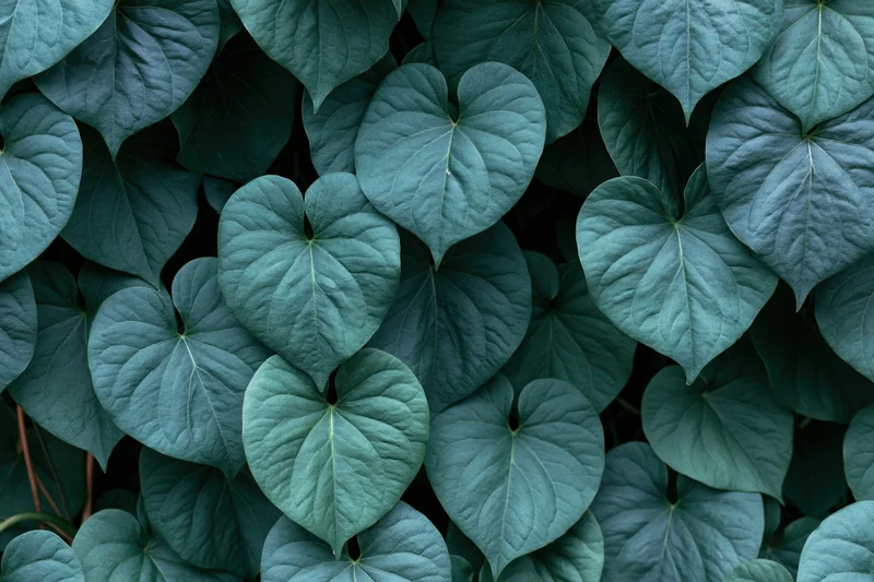 Dense cluster of heart-shaped green leaves filling the frame