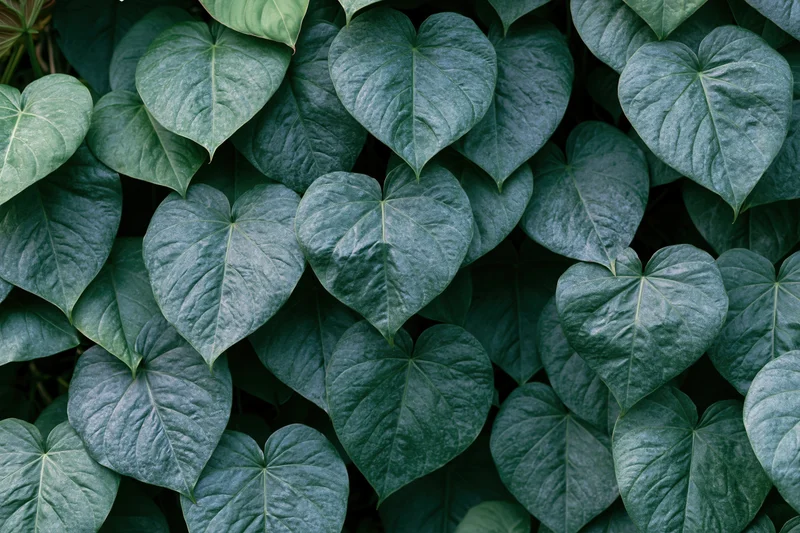 Dense cluster of heart-shaped green leaves filling the frame