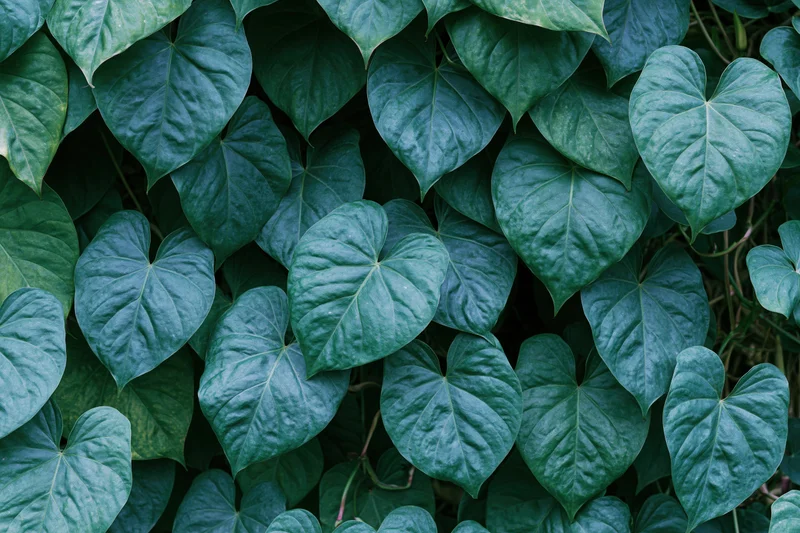 Dense cluster of heart-shaped green leaves covering a wall