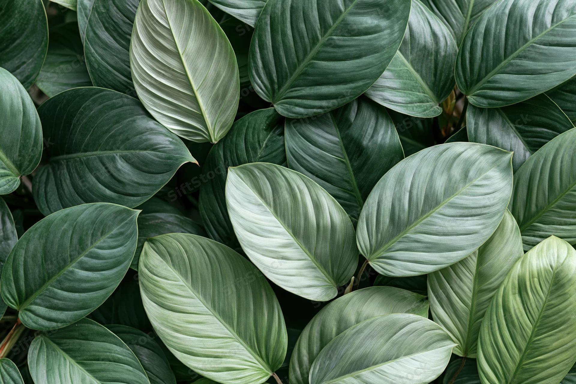 Dense cluster of large tropical leaves filling the frame with overlapping green foliage