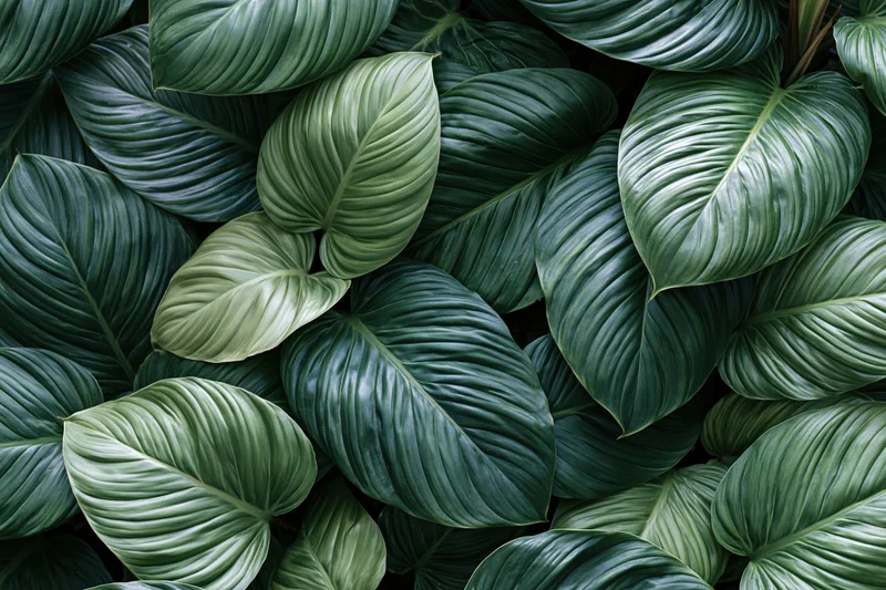 Dense cluster of large tropical leaves filling the frame with rich green foliage