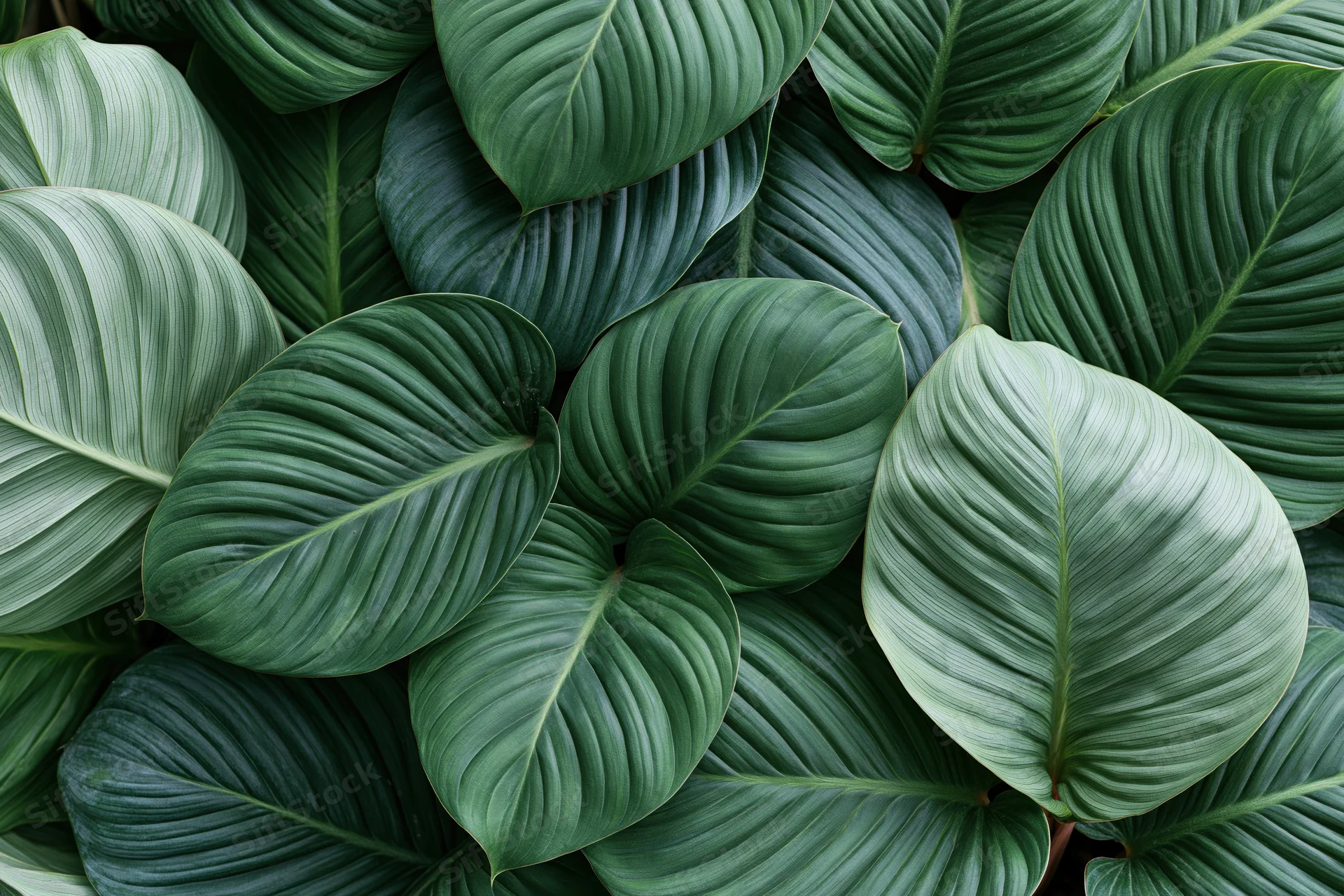 Dense cluster of large tropical leaves filling the frame