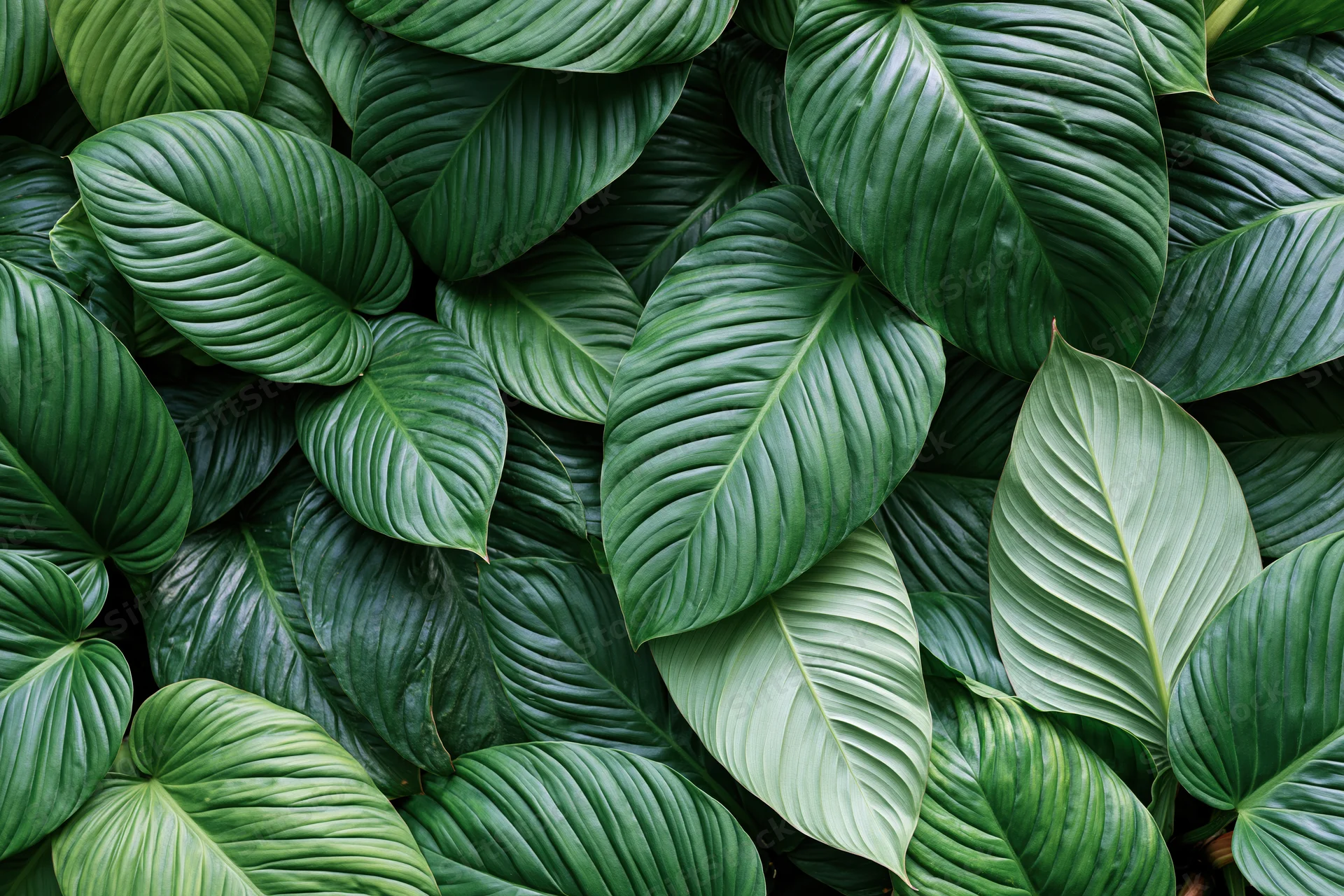 Dense cluster of large tropical leaves filling the frame