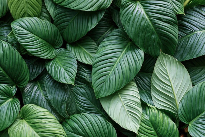 Dense cluster of large tropical leaves filling the frame