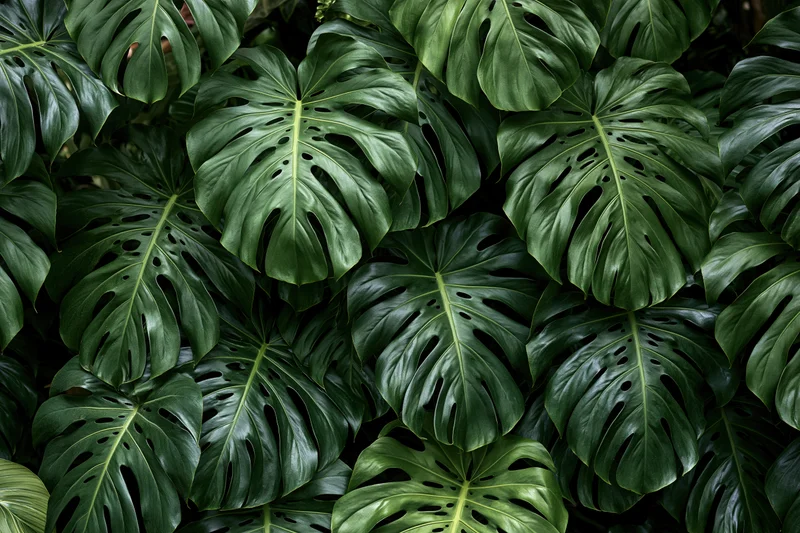 Dense cluster of monstera deliciosa leaves filling the frame as a lush green botanical background