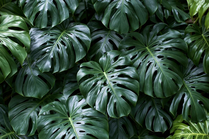 Dense cluster of monstera deliciosa leaves filling the frame