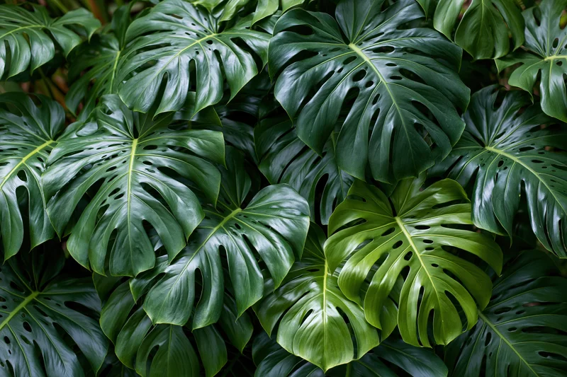 Dense cluster of monstera deliciosa leaves filling the frame