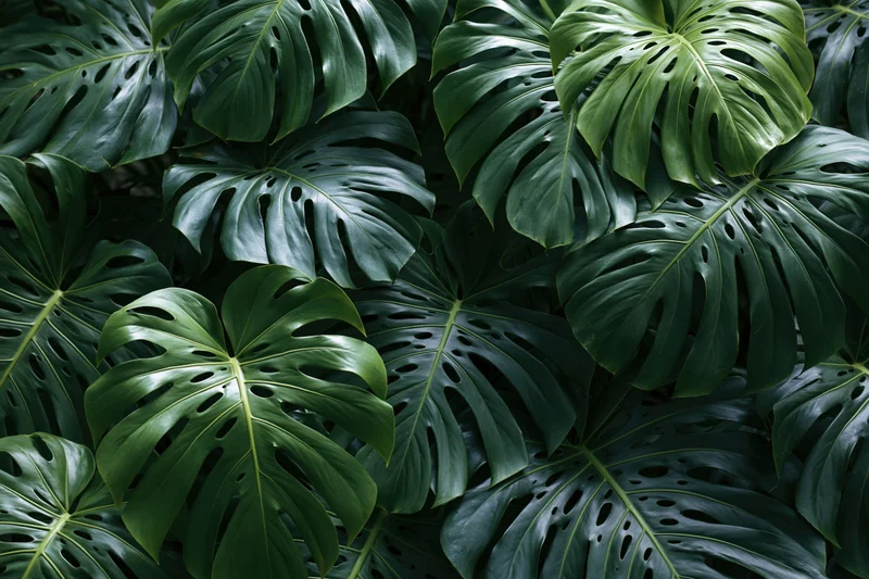 Dense cluster of monstera deliciosa leaves filling the frame