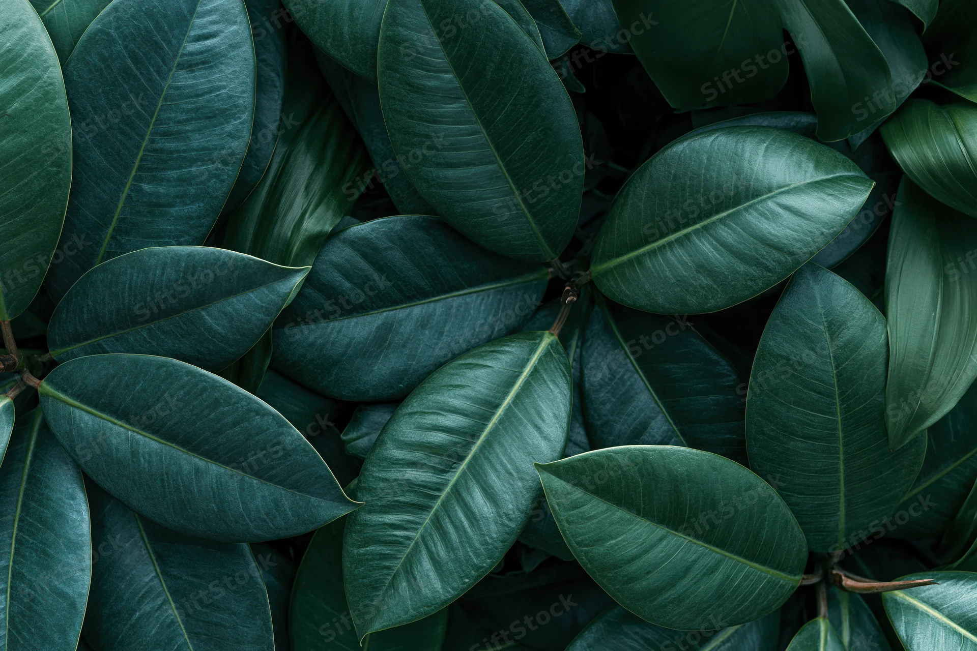 Dense cluster of tropical plant leaves filling the frame with rich green foliage