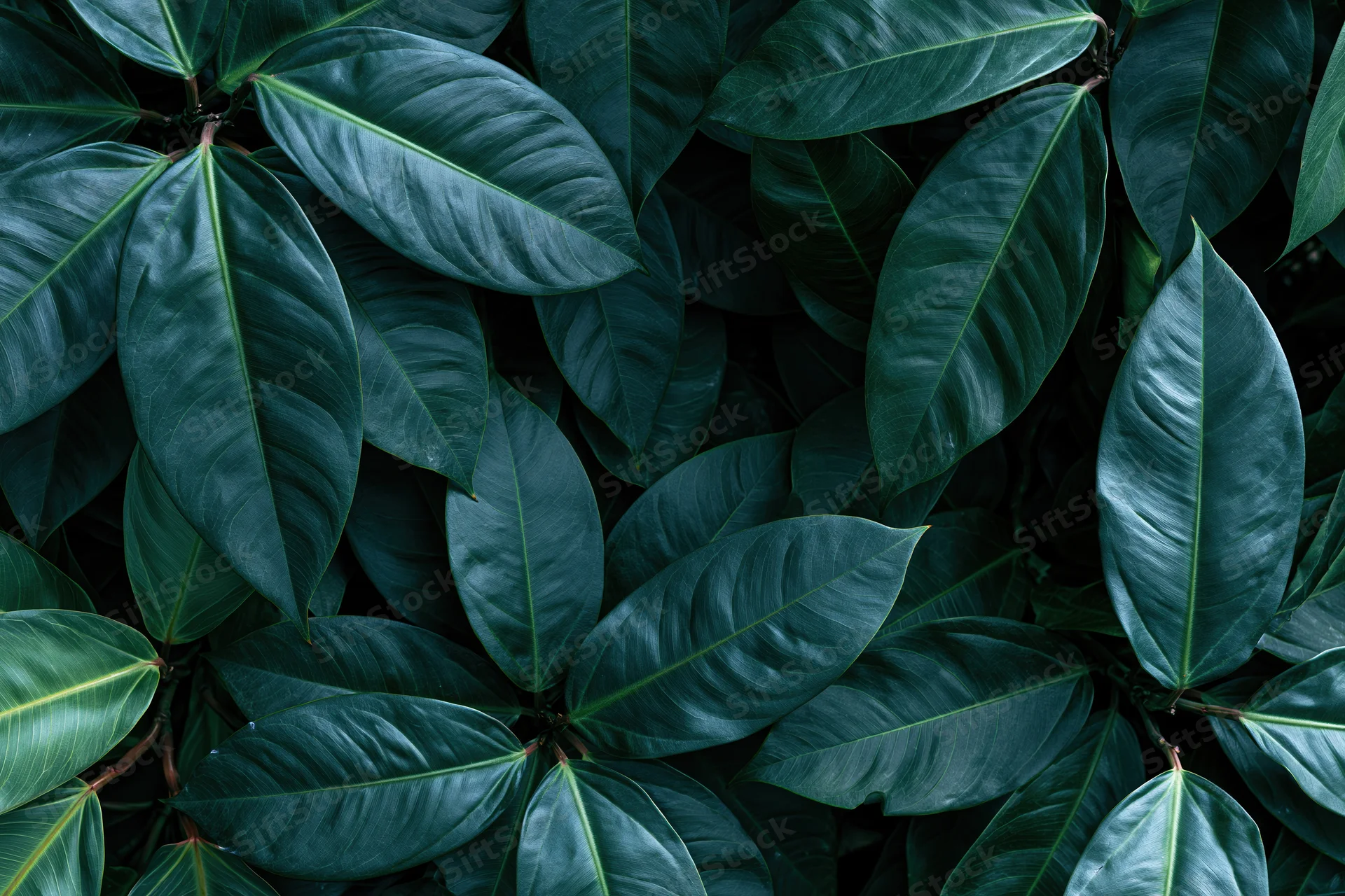 Dense cluster of dark green tropical leaves filling the frame