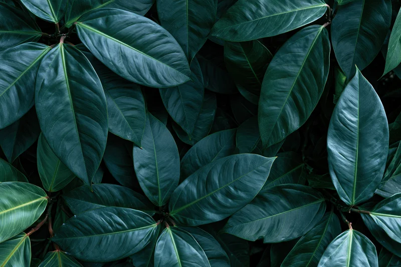 Dense cluster of dark green tropical leaves filling the frame
