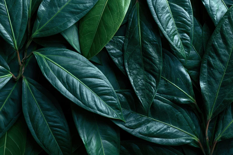 Dense cluster of tropical plant leaves filling the frame with glossy green foliage