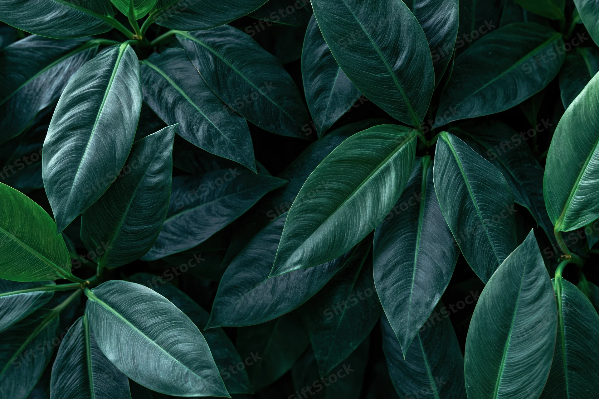 Dense cluster of dark green tropical leaves filling the frame