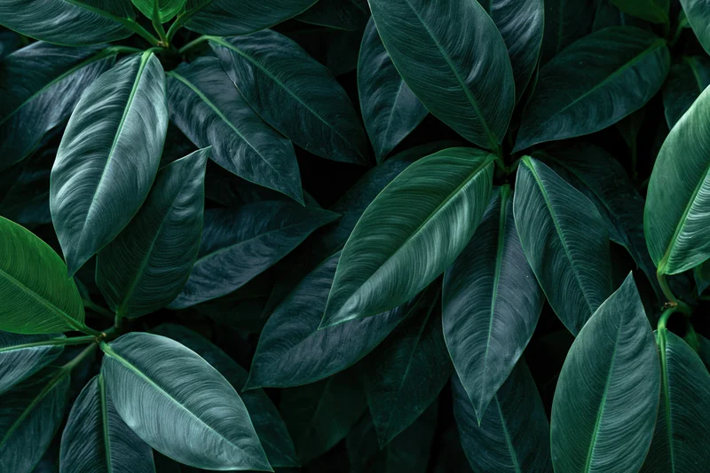 Dense cluster of dark green tropical leaves filling the frame