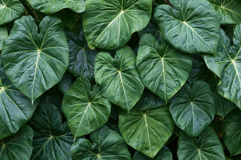 Dense cluster of large green tropical leaves filling the frame
