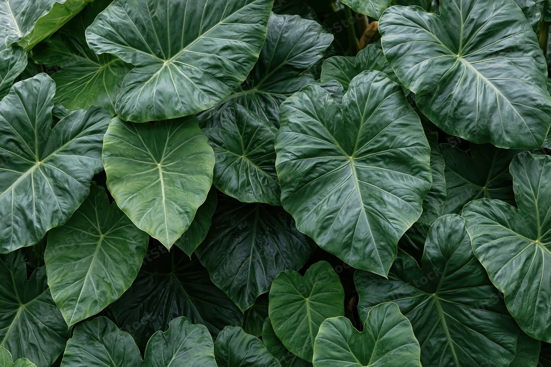 Dense cluster of tropical elephant ear leaves filling the frame with lush green foliage