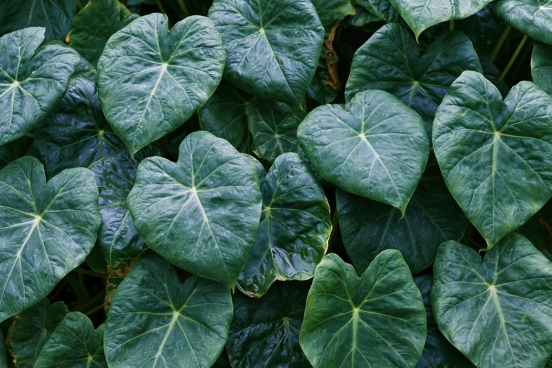 Dense cluster of large green heart-shaped tropical leaves filling the frame