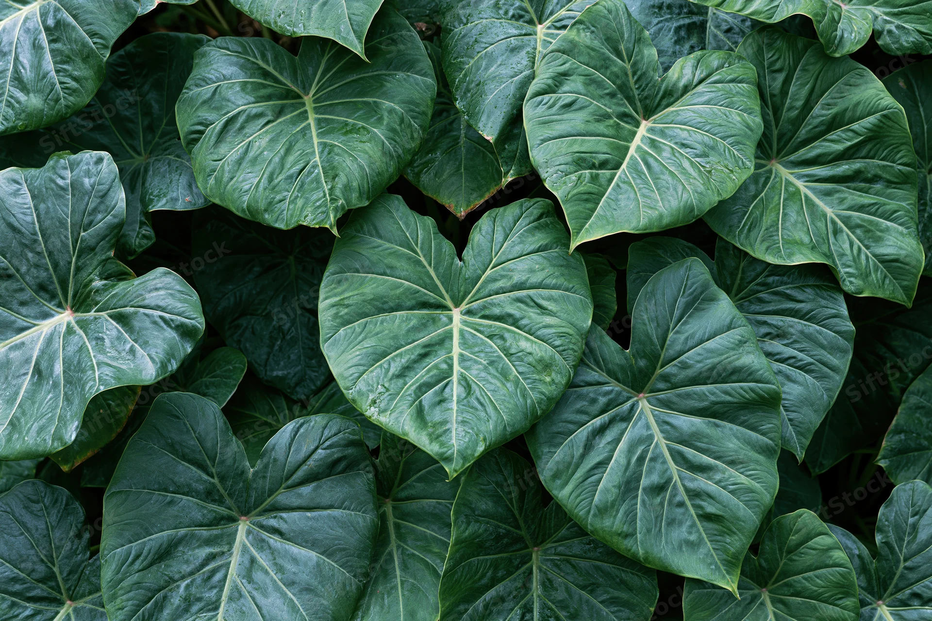 Dense cluster of large green tropical leaves filling the frame