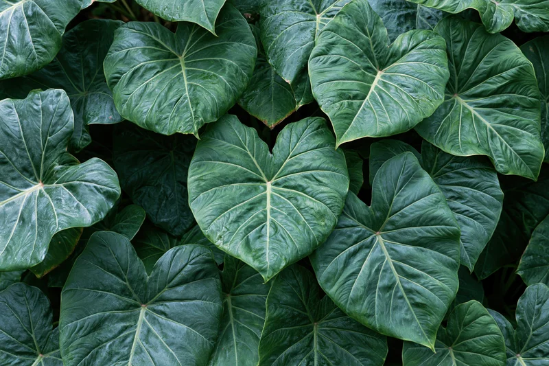 Dense cluster of large green tropical leaves filling the frame