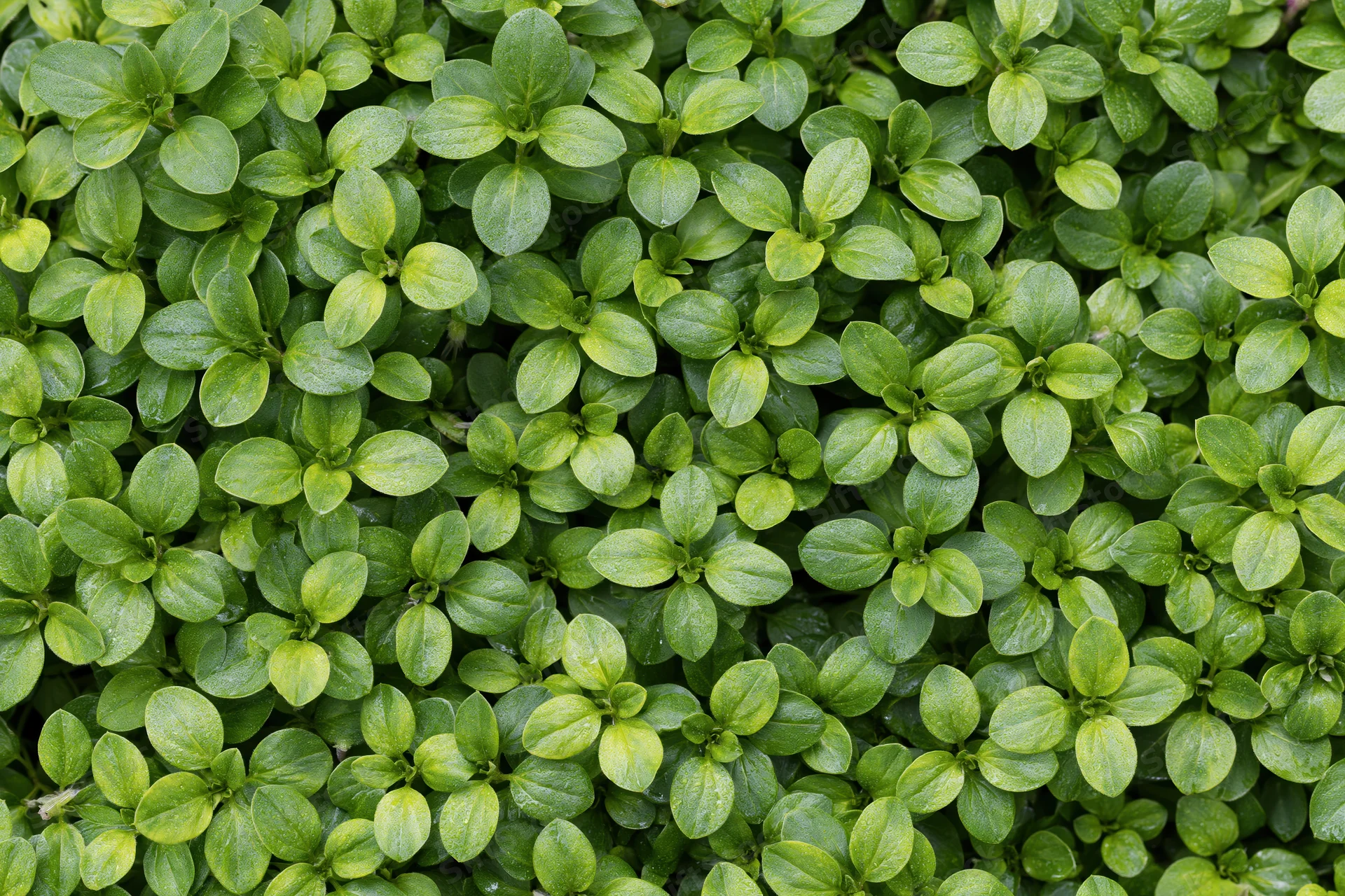 Dense green foliage covering the ground in a natural garden setting