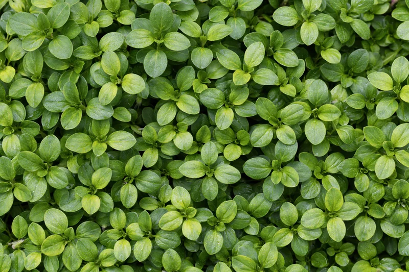 Dense green foliage covering the ground in a natural garden setting