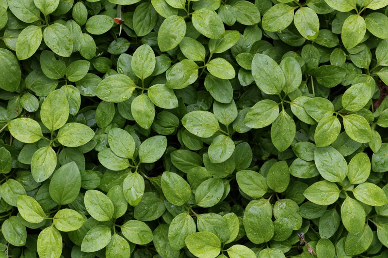 Dense green foliage covering the ground in a natural outdoor setting