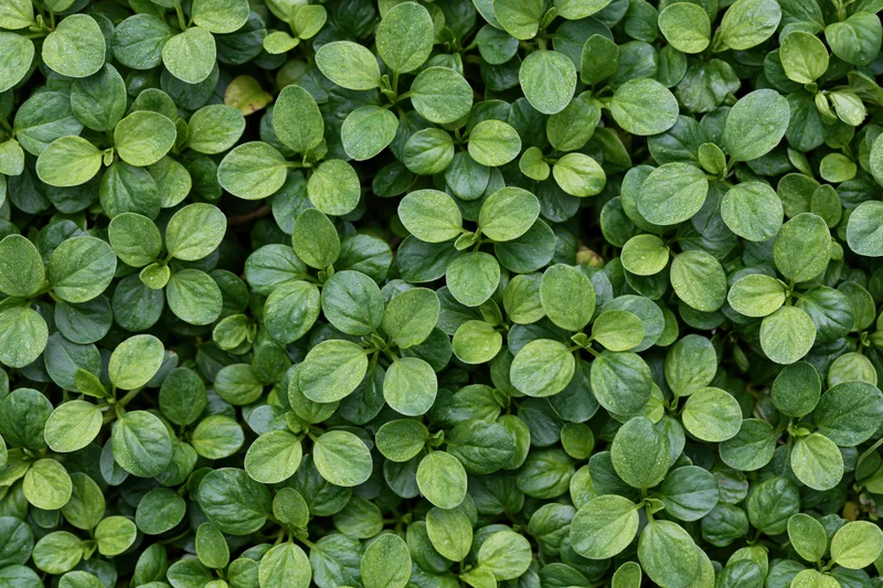 Dense green foliage filling the frame in a natural outdoor setting