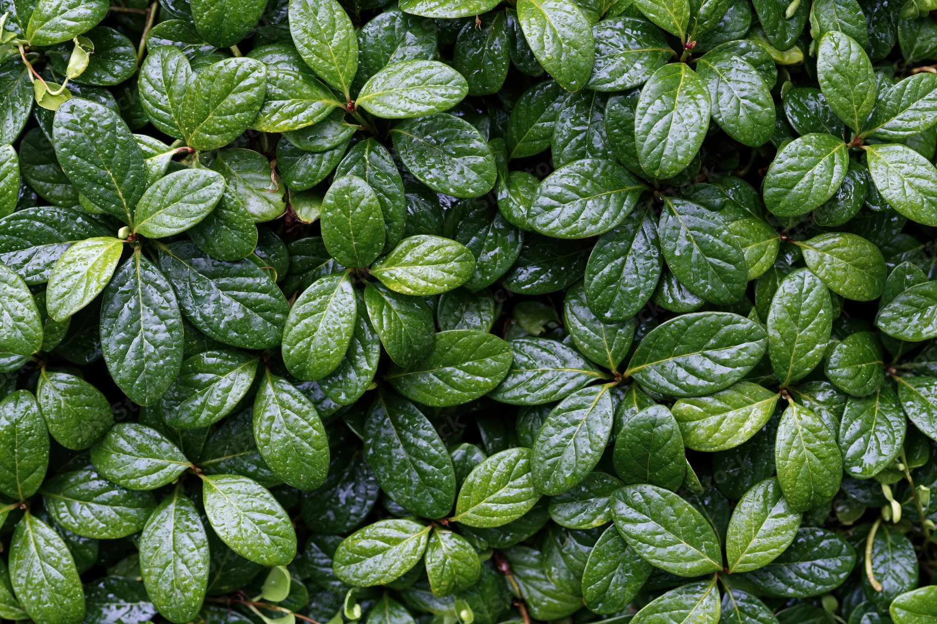 Dense green foliage covering the ground in a natural outdoor setting