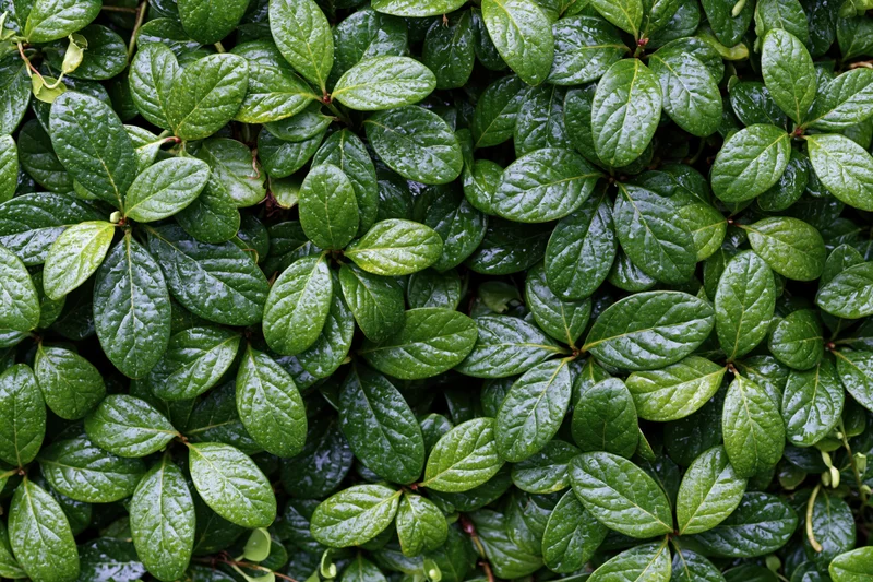 Dense green foliage covering the ground in a natural outdoor setting