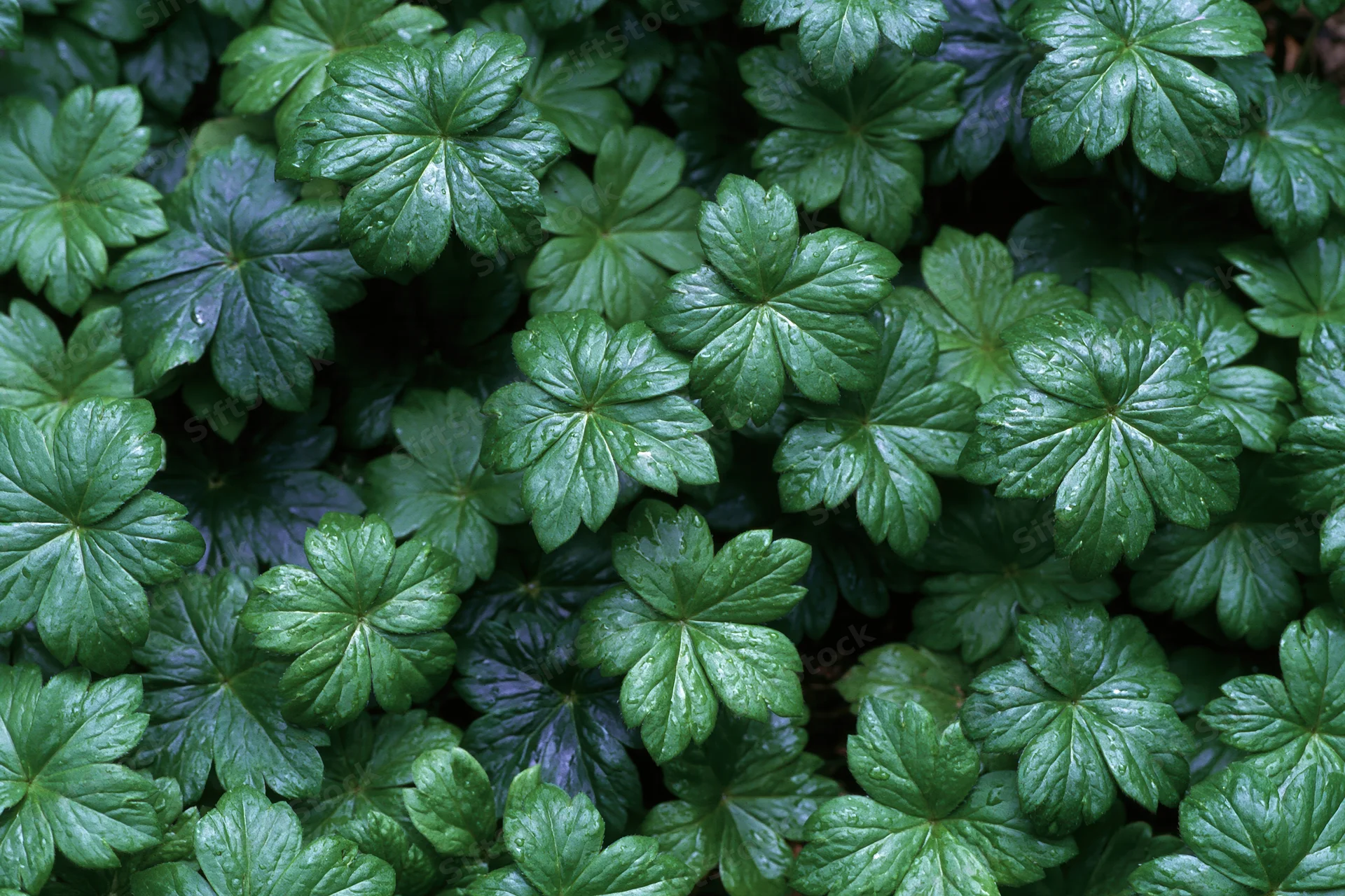 Dense ground cover of small palmate green leaves filling the frame