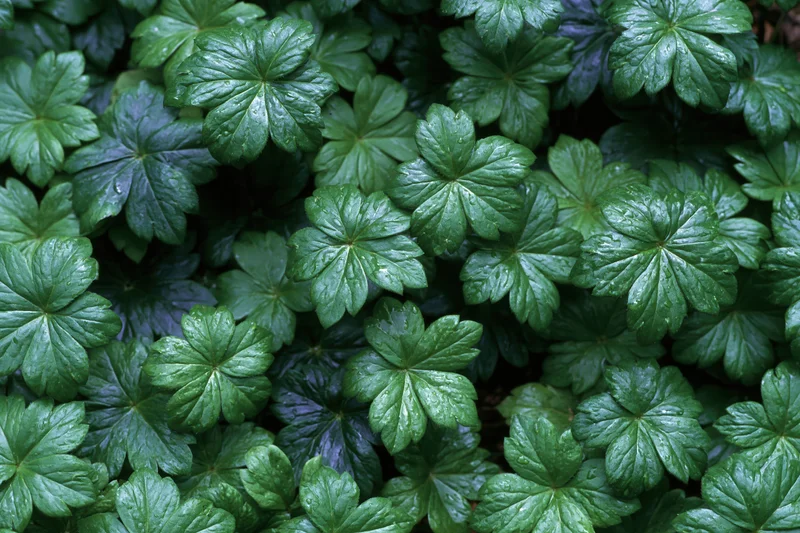 Dense ground cover of small palmate green leaves filling the frame
