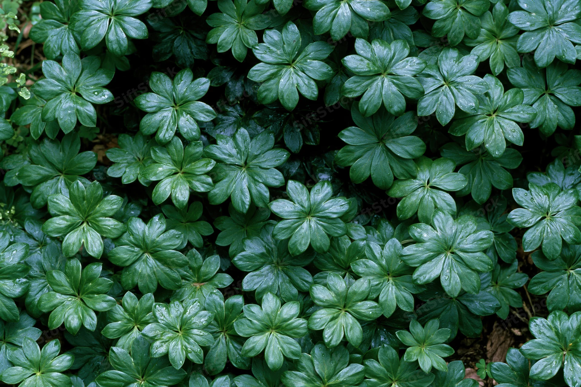 Dense green palmate leaves forming a lush ground cover in a shaded garden setting
