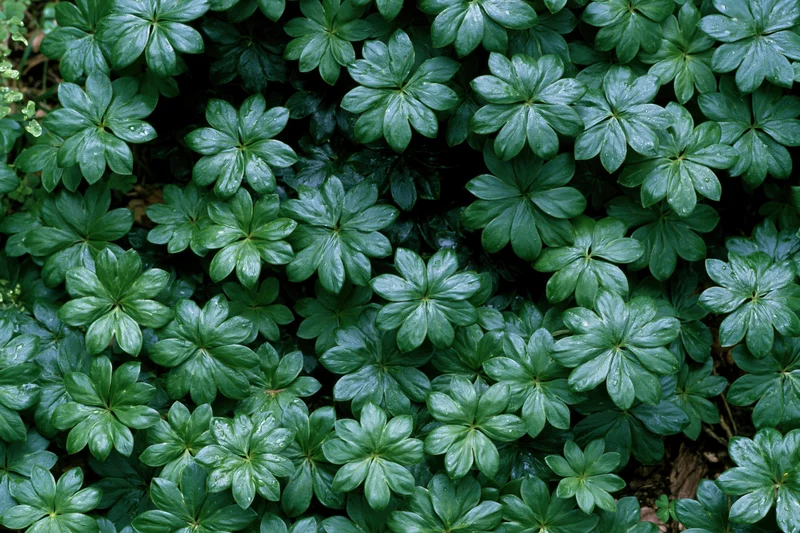 Dense green palmate leaves forming a lush ground cover in a shaded garden setting