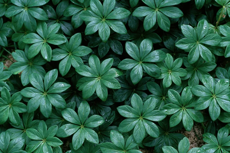 Dense green palmate leaves forming a lush ground cover in a garden setting