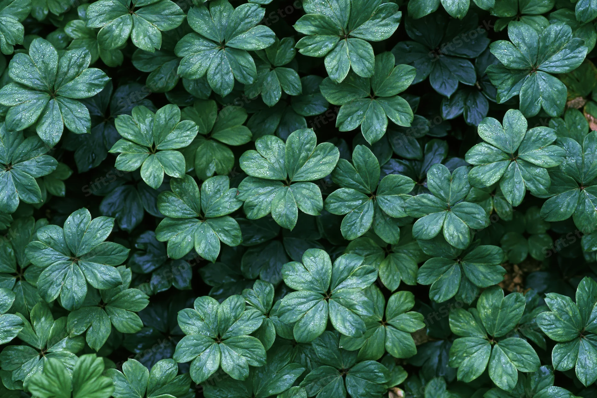 Dense ground cover of small palmate green leaves filling the frame