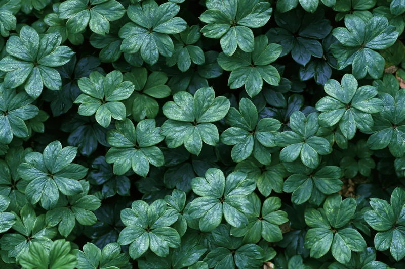 Dense ground cover of small palmate green leaves filling the frame