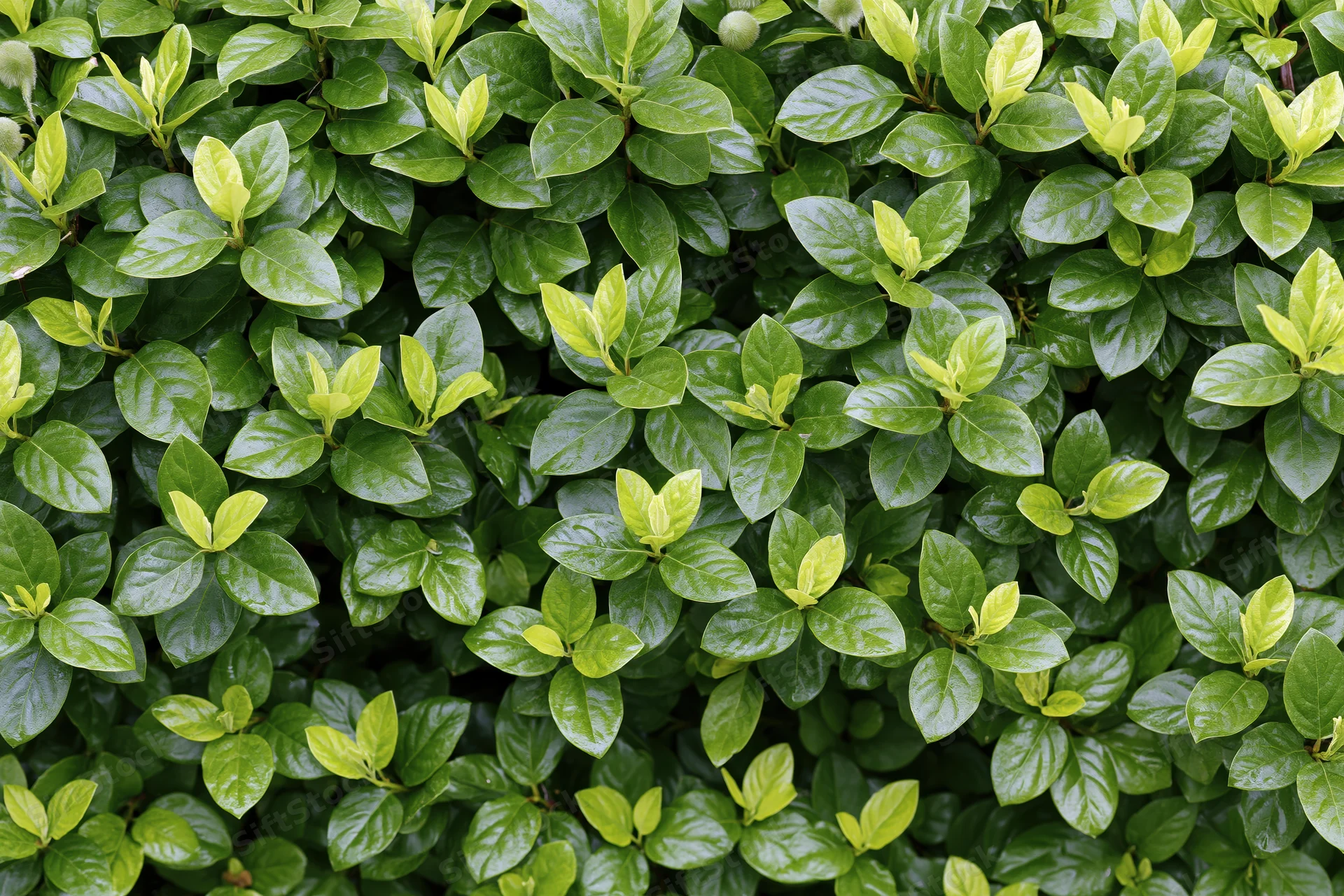 Dense hedge of small oval green leaves filling the frame