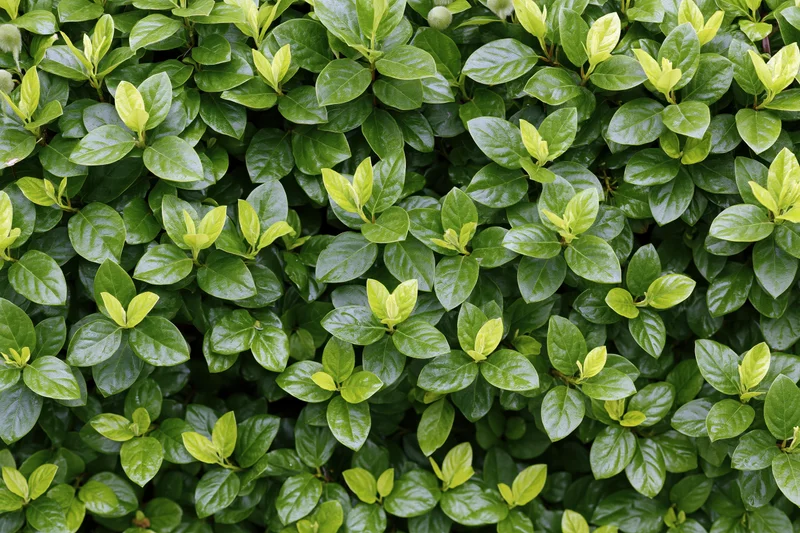 Dense hedge of small oval green leaves filling the frame