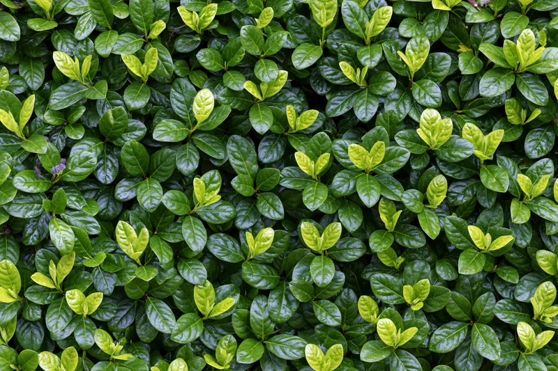Dense hedge of small oval green leaves filling the frame