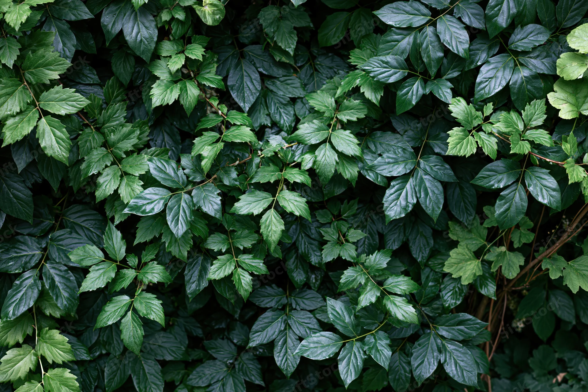 Dense layered green foliage filling the frame with overlapping leaves and vines