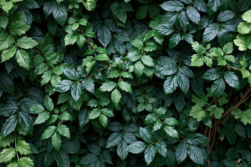 Dense layered green foliage filling the frame with overlapping leaves and vines