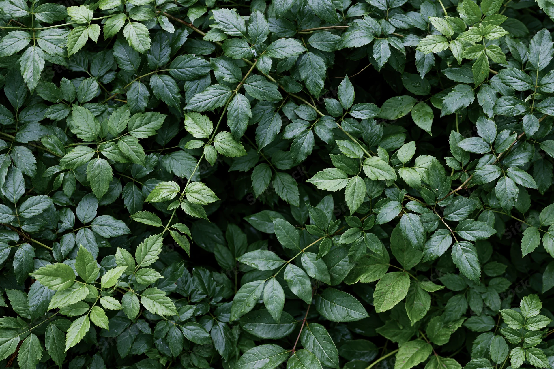 Dense layered green foliage filling the frame with overlapping leaves and stems